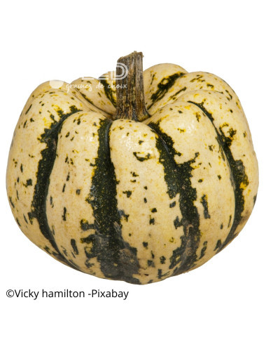 Courge d'ornement Sweet Dumpling (Patidou)