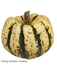 Courge musquée Muscade de Provence BIO