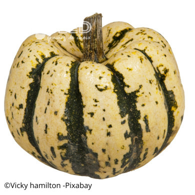 Courge d'ornement Sweet Dumpling (Patidou)