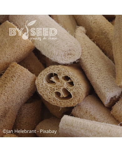 Courge éponge (Luffa cylindrica)