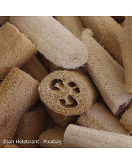 Grande marguerite Alaska