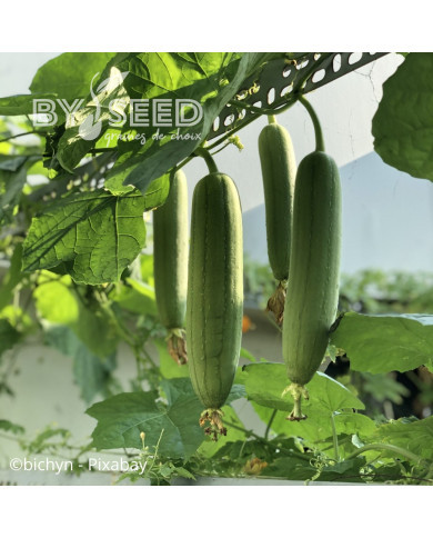 Courge éponge (Luffa cylindrica)