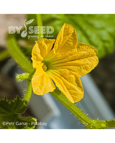 Courge éponge (Luffa cylindrica)