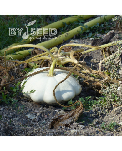 Courge Pâtisson blanc
