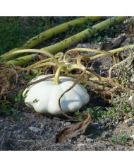 Courge musquée Muscade de Provence BIO
