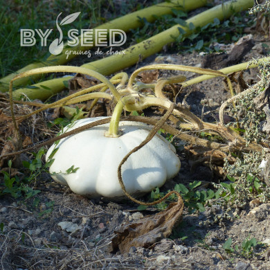 Courge Pâtisson blanc