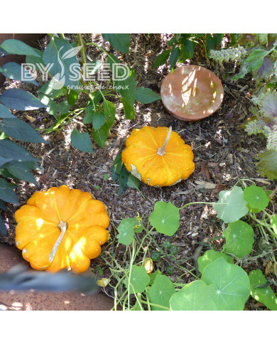 Courge Pâtisson Orange