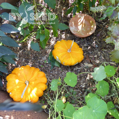 Courge Pâtisson Orange
