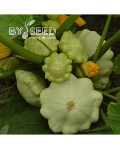 Courge Pâtisson Polo F1