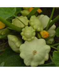 Crambe maritima - Chou marin