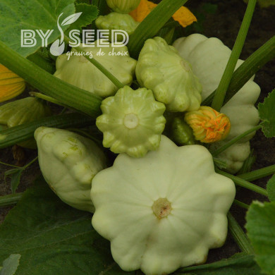 Courge Pâtisson Polo F1