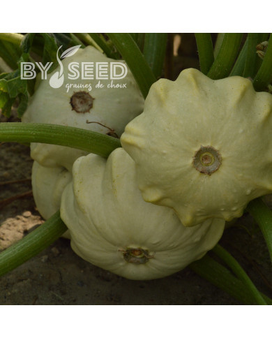 Courge Pâtisson Polo F1