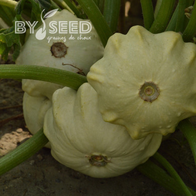 Courge Pâtisson Polo F1