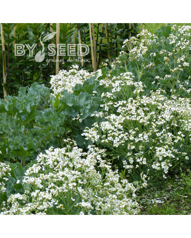 Crambe maritima - Chou marin