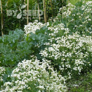 Crambe maritima - Chou marin