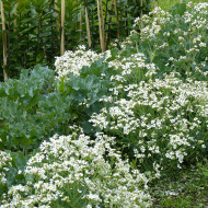 Crambe maritima - Chou marin