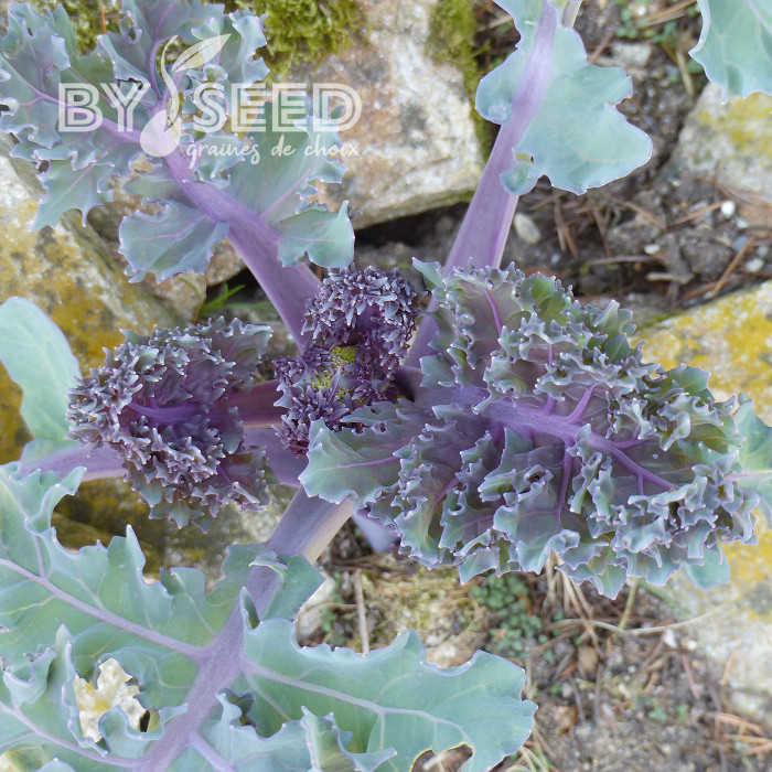Crambe maritima - Chou marin