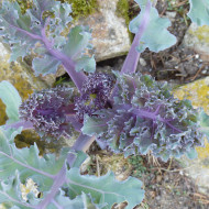 Crambe maritima - Chou marin