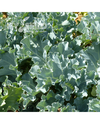 Crambe maritima - Chou marin