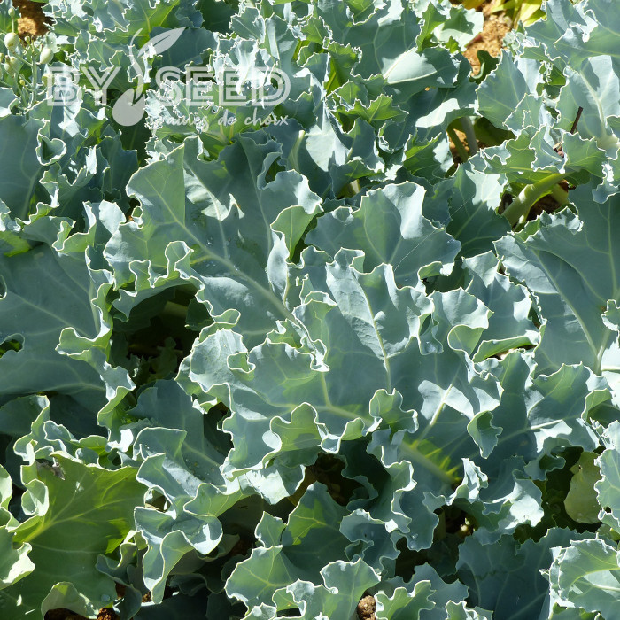 Crambe maritima - Chou marin