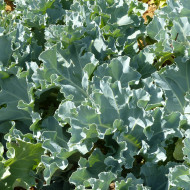 Crambe maritima - Chou marin