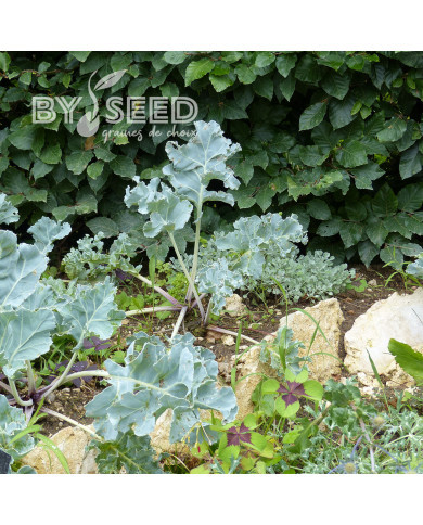 Crambe maritima - Chou marin