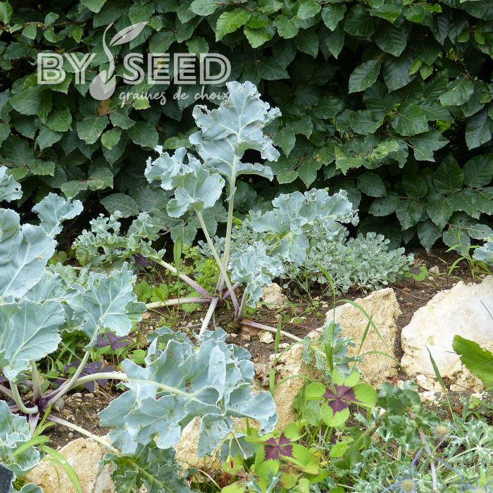 Crambe maritima - Chou marin