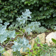 Crambe maritima - Chou marin