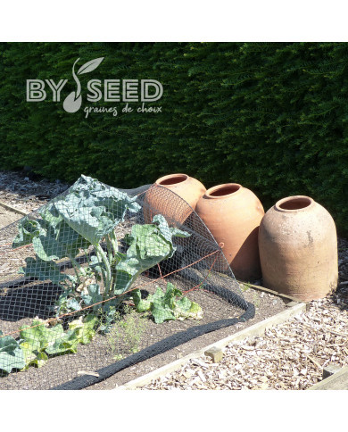 Crambe maritima - Chou marin