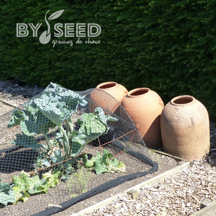 Crambe maritima - Chou marin