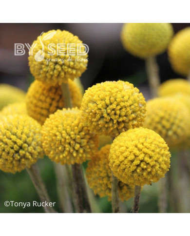 Craspedia globosa Drumstick - Baguette de Tambour