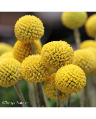 Crambe maritima - Chou marin