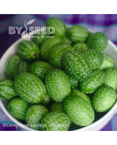 Cucamelon ou Concombre-melon - Melothria scabra