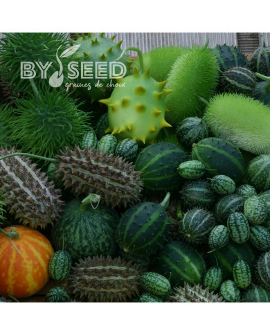 Cucumis spp. Deco Fruits Mix