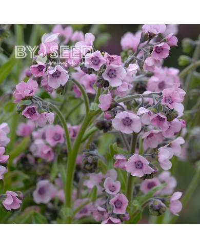 Cynoglosse Mystery Rose