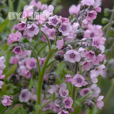 Cynoglosse Mystery Rose