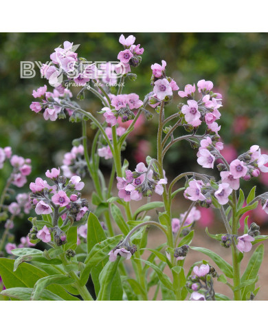 Cynoglosse Mystery Rose