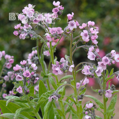 Cynoglosse Mystery Rose