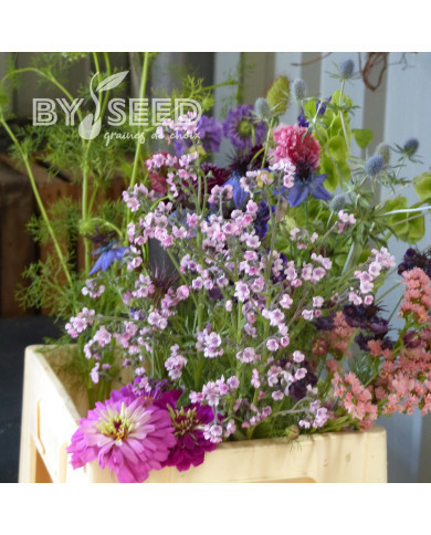 Cynoglosse Mystery Rose