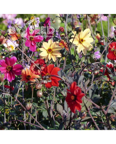 Dahlia Bishop's Children