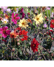 Carotte ornementale Dara