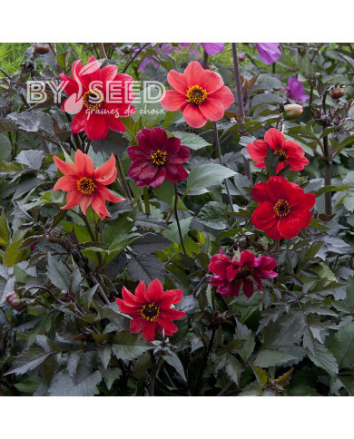 Dahlia Bishop's Children