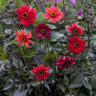Dahlia Bishop's Children
