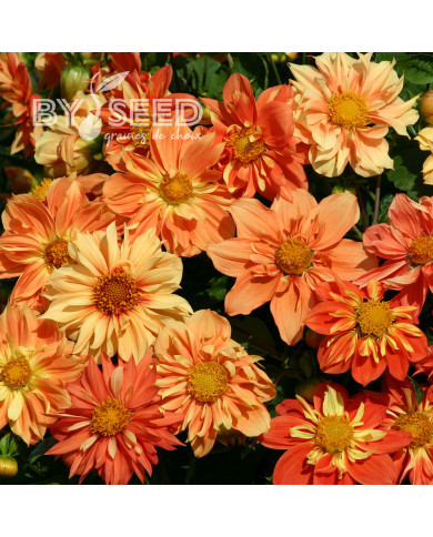 Dahlia nain Sunny Reggae