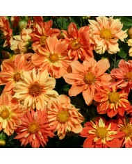 Delosperma cooperi Table Mountain (graines multi-enrobées)