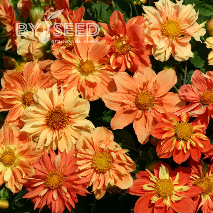 Dahlia nain Sunny Reggae