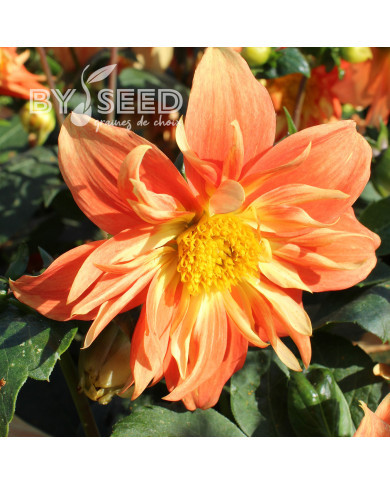 Dahlia nain Sunny Reggae