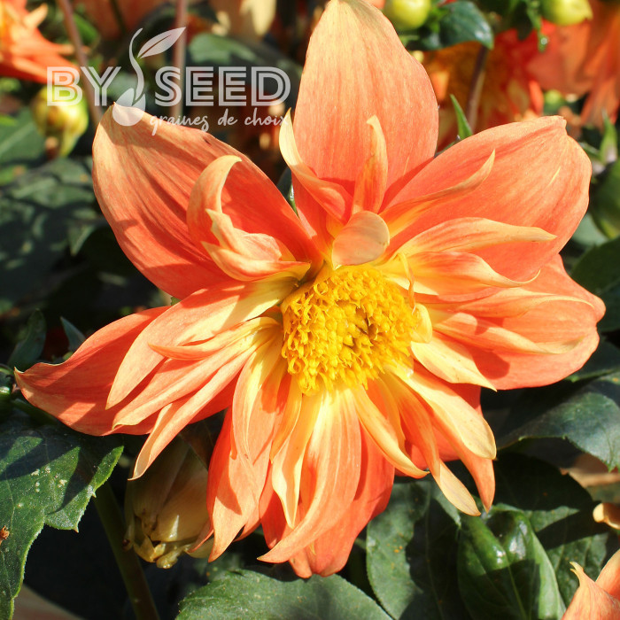 Dahlia nain Sunny Reggae