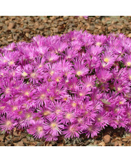 Delosperma floribundum Stardust (graines multi-enrobées)