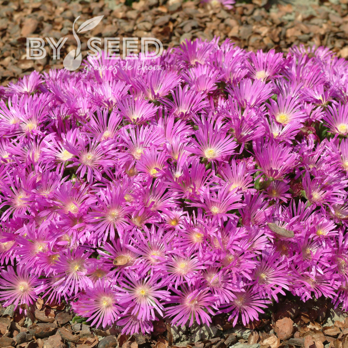 Delosperma cooperi Table Mountain (graines multi-enrobées)